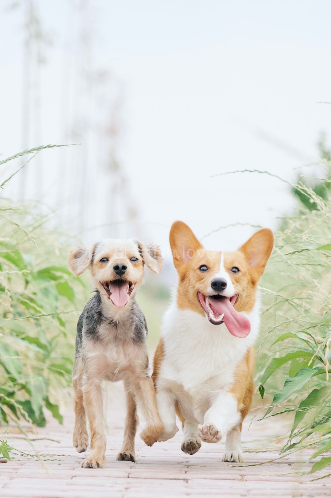 Happy dog and human